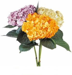 Hydrangea Tinted (Premium)