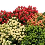 Fresh Hypericum Berries