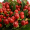 Fresh Hypericum Berries