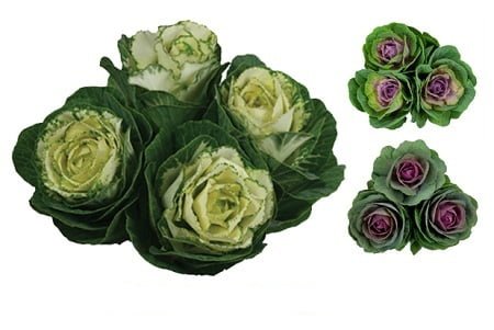 Kales Cabbages Ornamental - Brassica