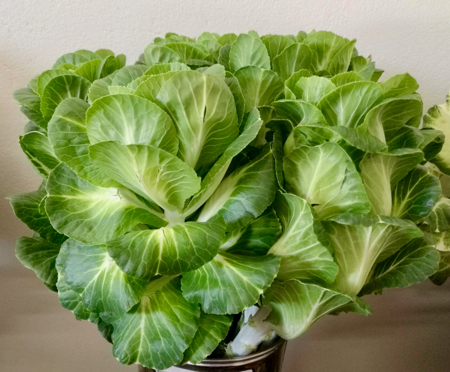 Kales Cabbages Ornamental - Brassica