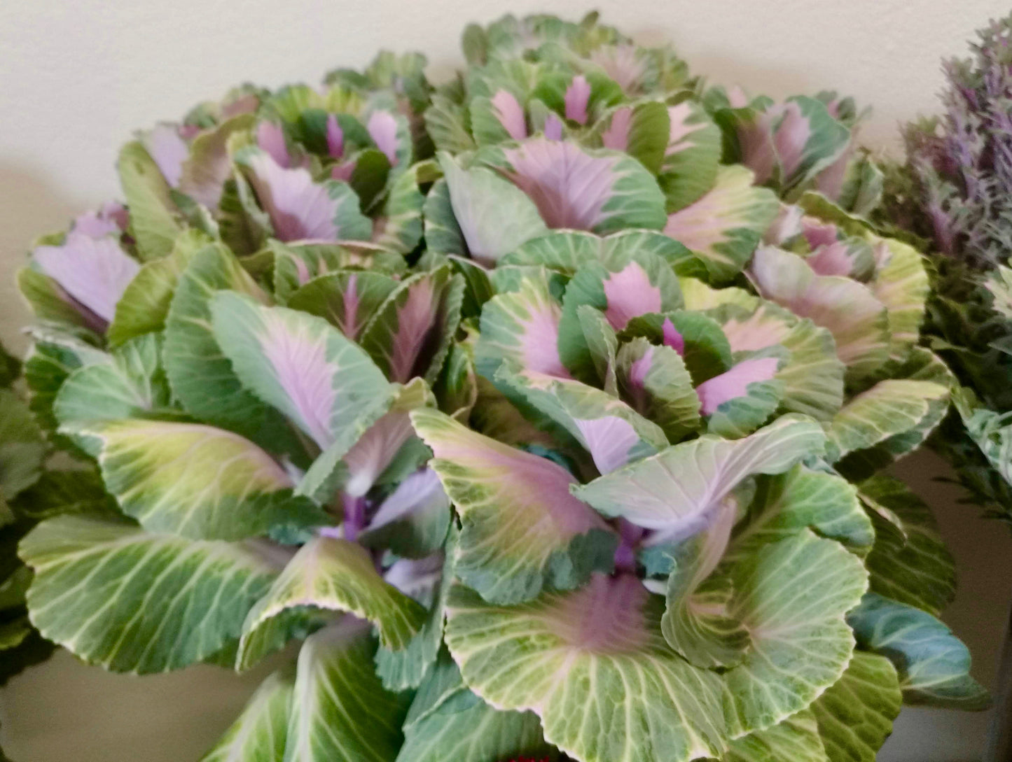 Kales Cabbages Ornamental - Brassica