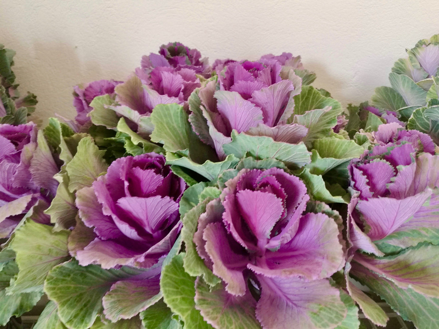 Kales Cabbages Ornamental - Brassica