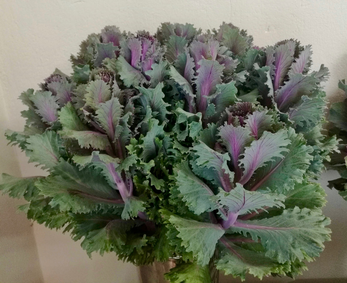 Kales Cabbages Ornamental - Brassica