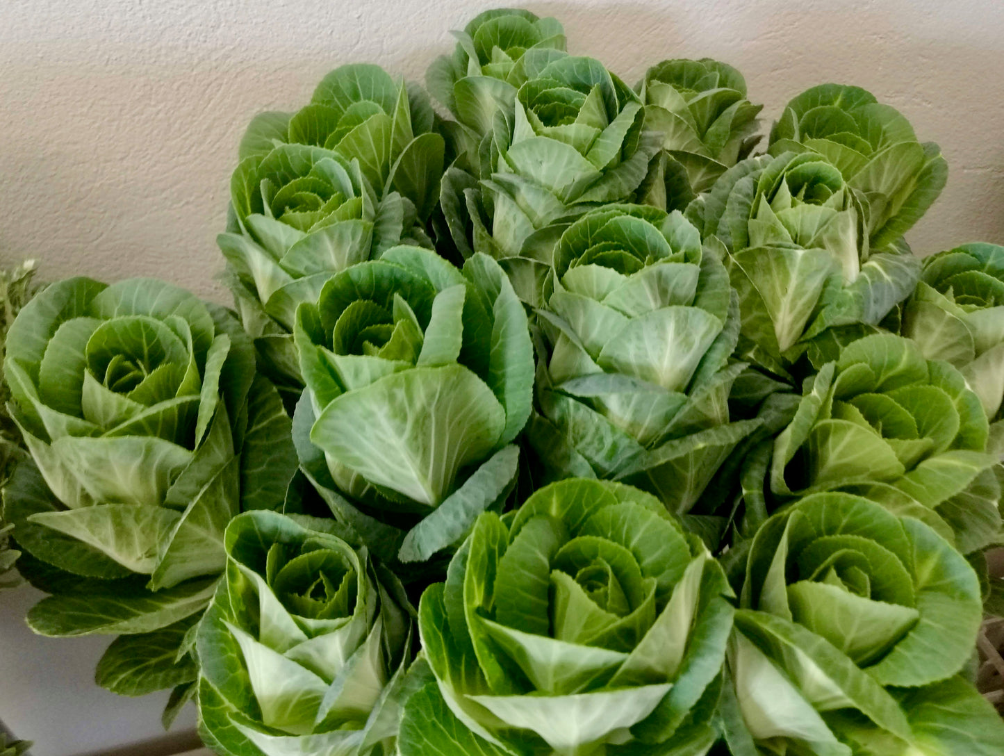 Kales Cabbages Ornamental - Brassica