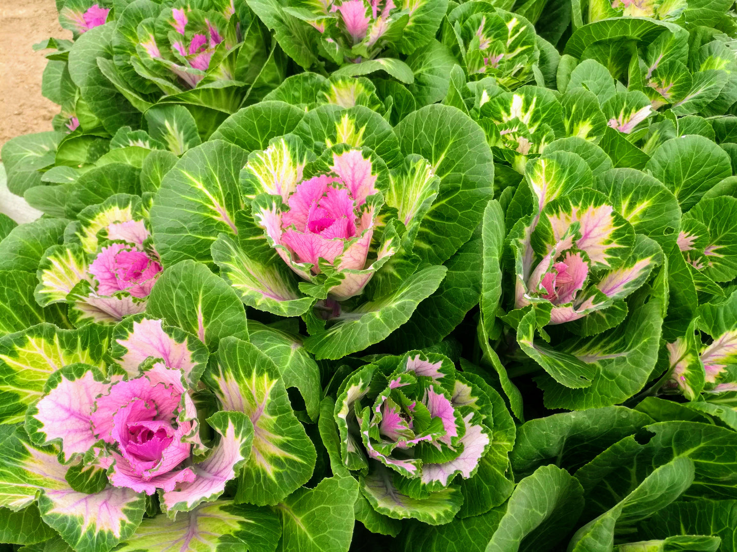 Kales Cabbages Ornamental - Brassica