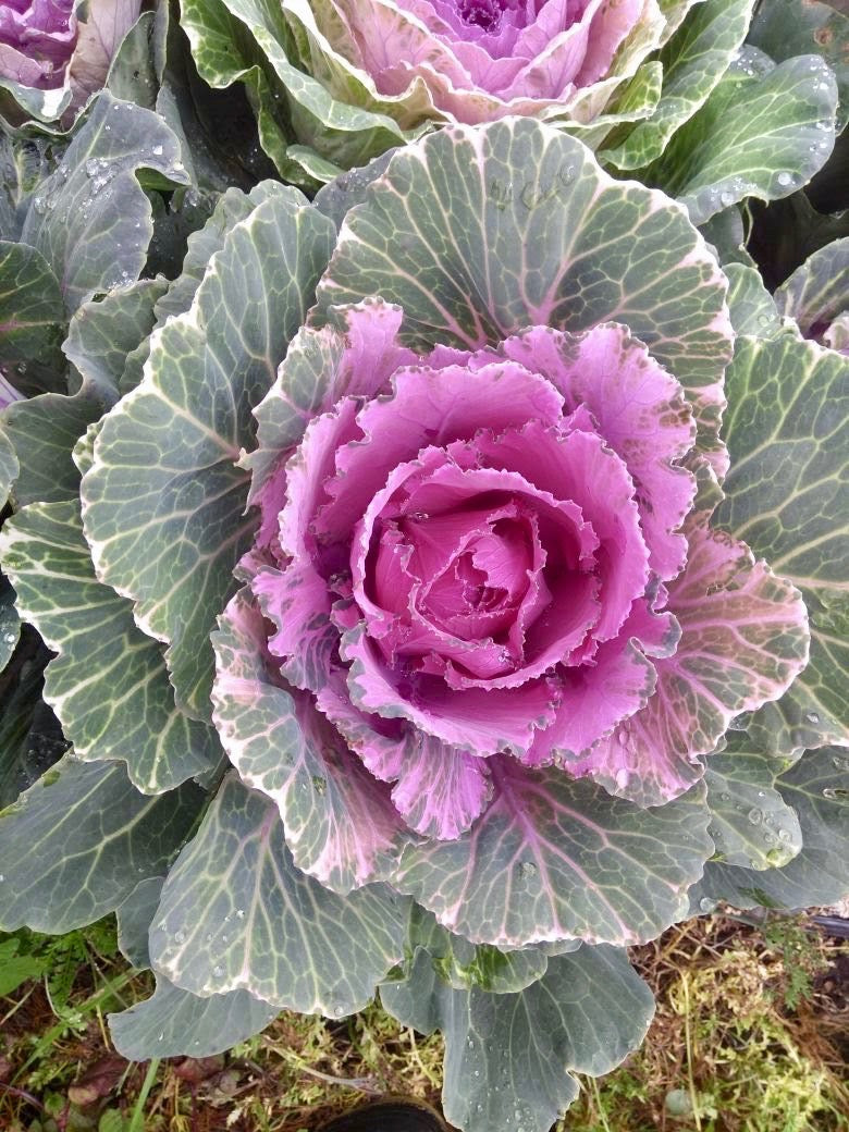 Kales Cabbages Ornamental - Brassica