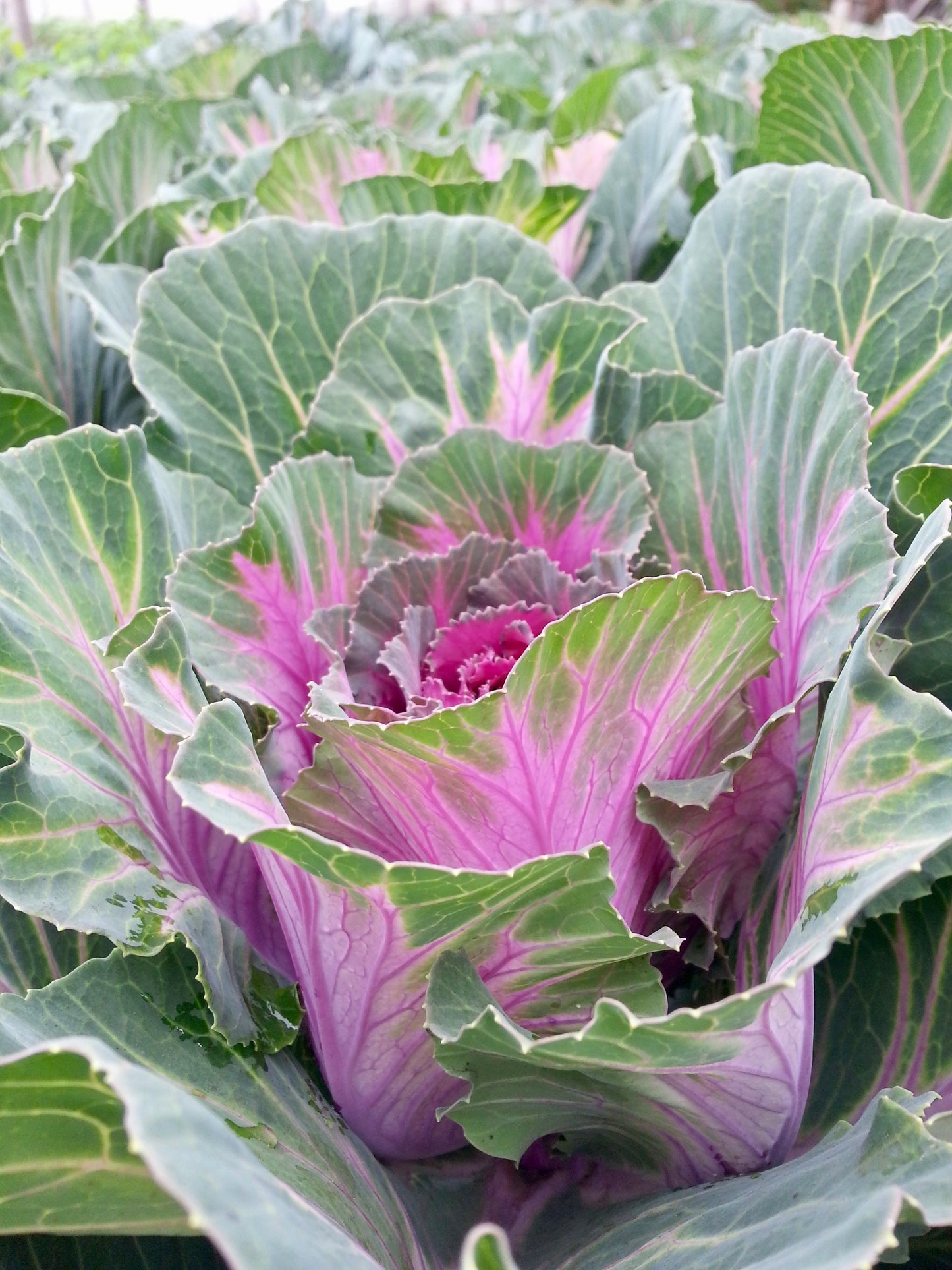 Kales Cabbages Ornamental - Brassica