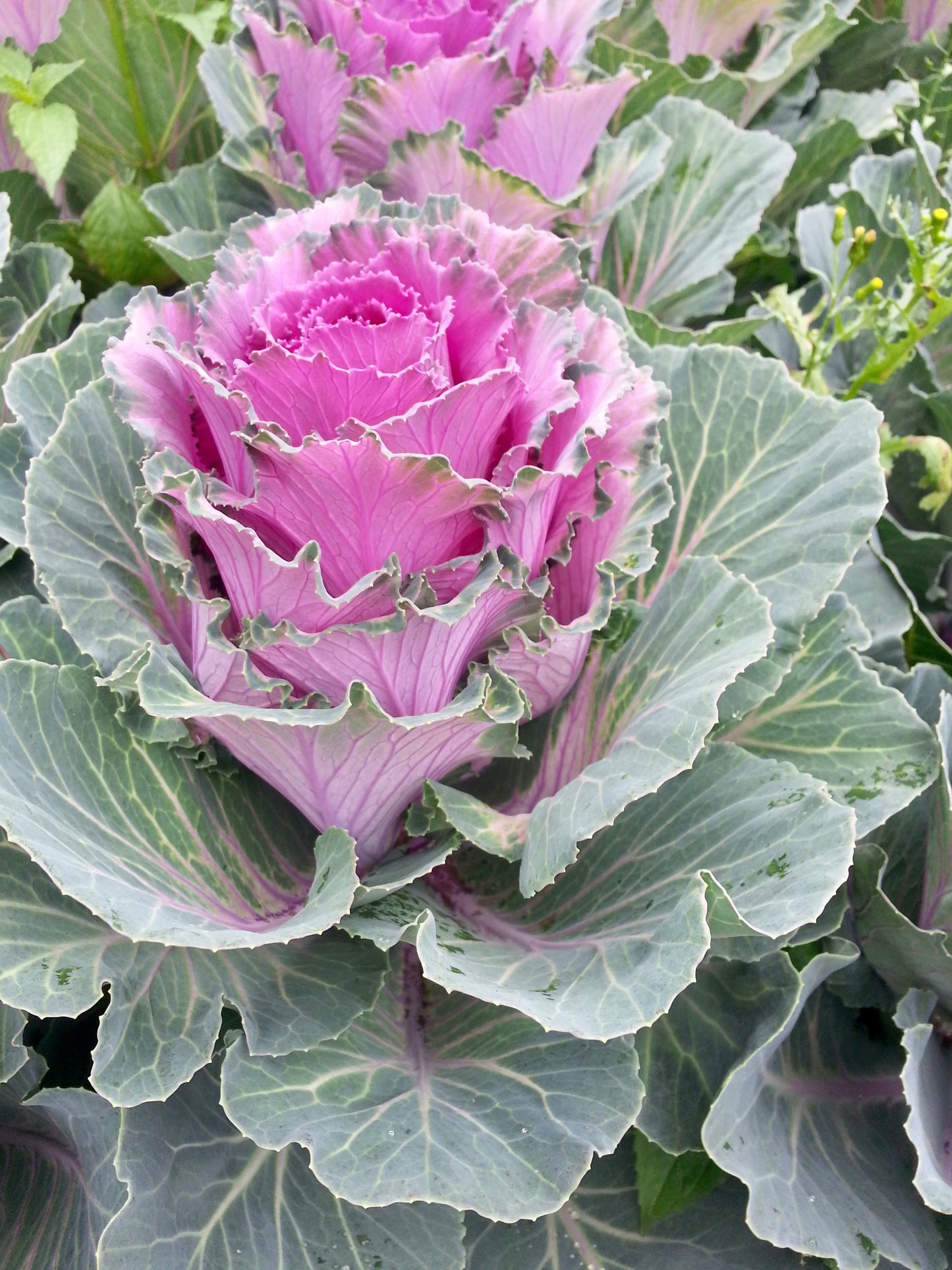 Kales Cabbages Ornamental - Brassica