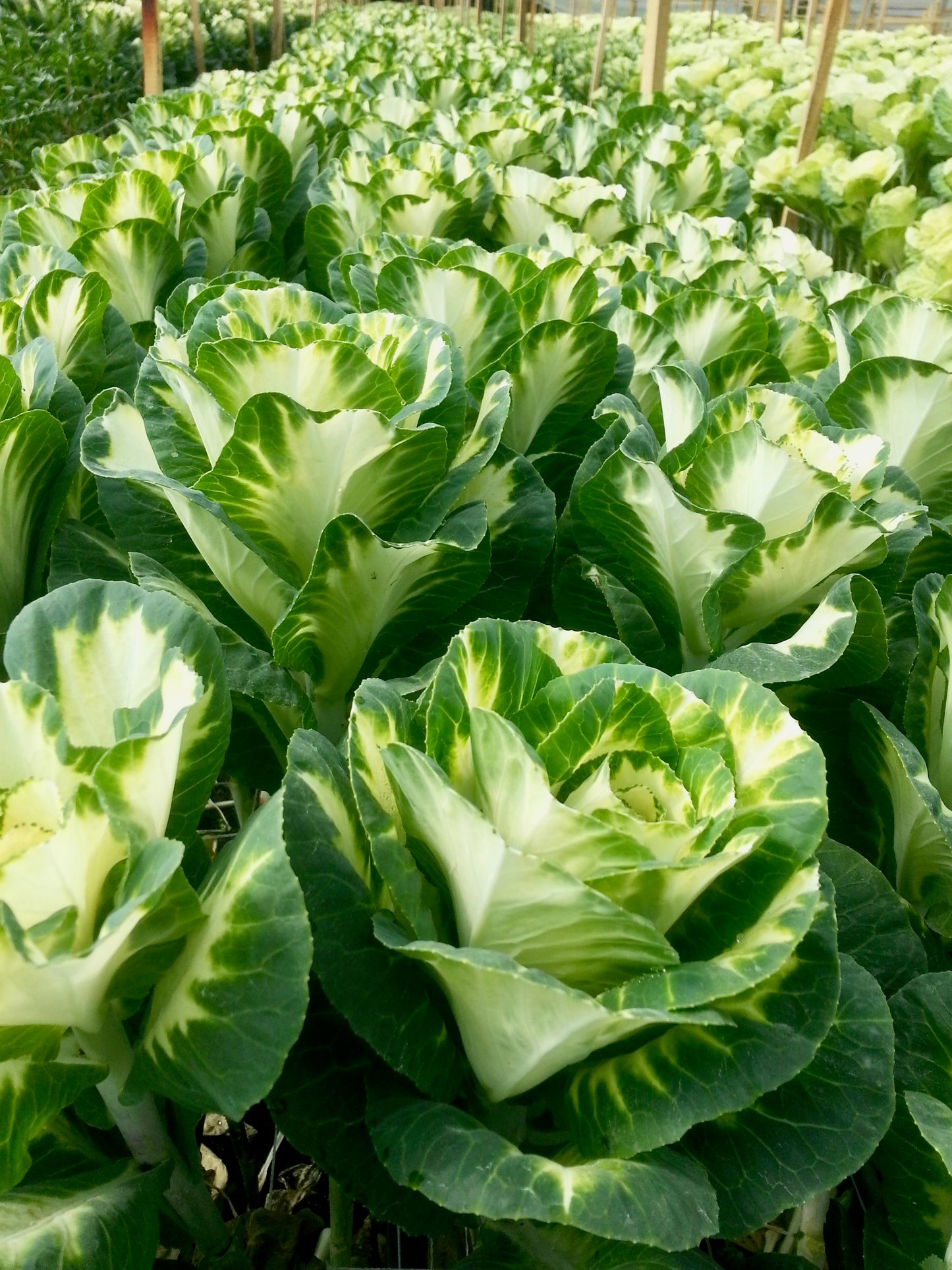 Kales Cabbages Ornamental - Brassica