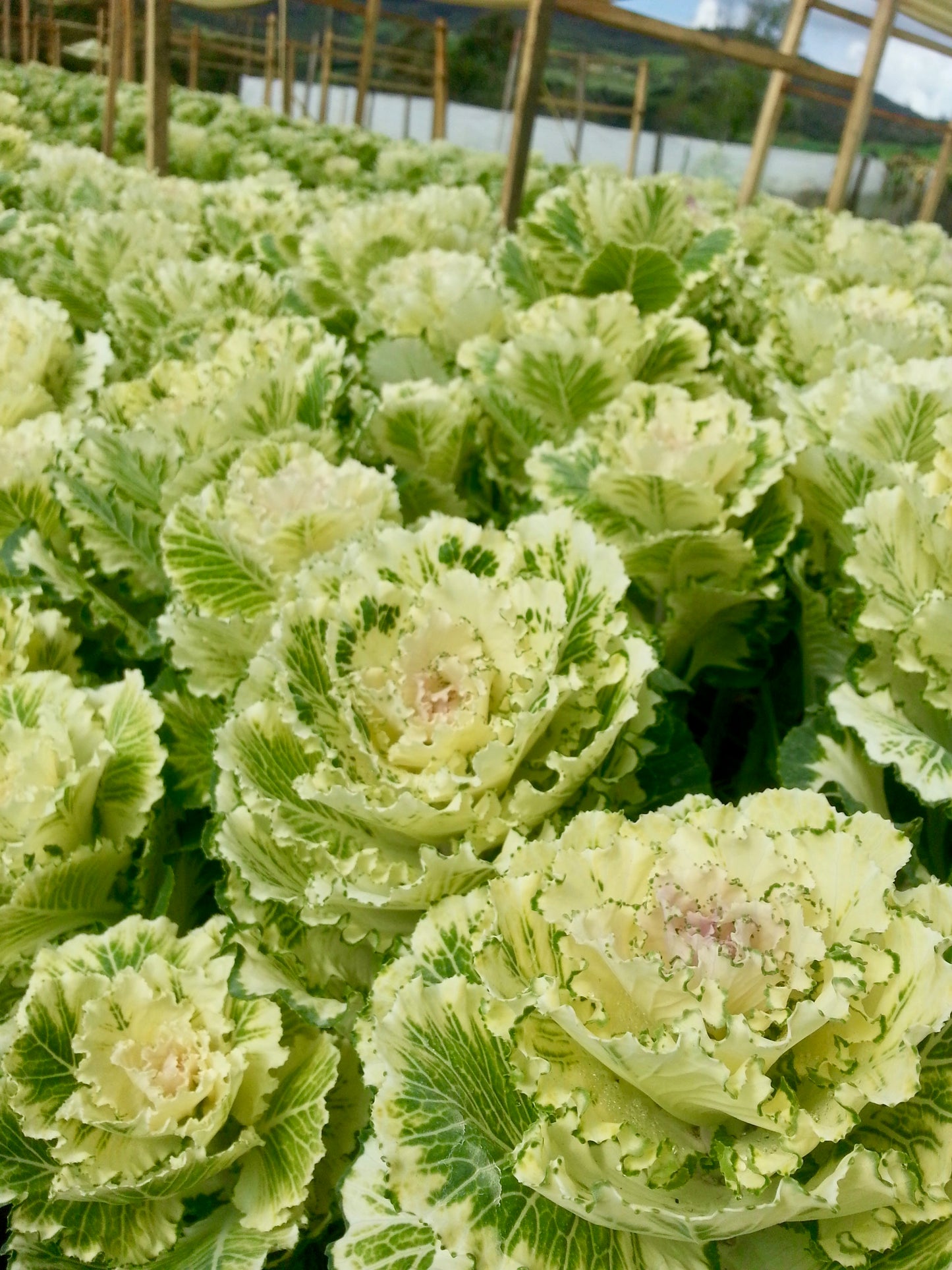 Kales Cabbages Ornamental - Brassica