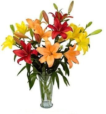 Fresh Asiatic Lilies