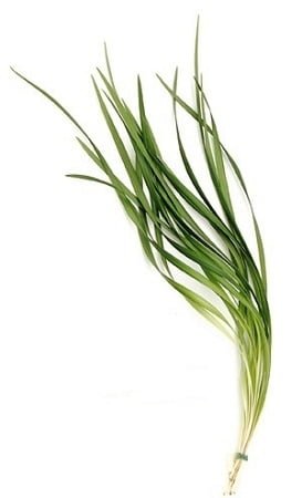 Lily Grass (Premium)