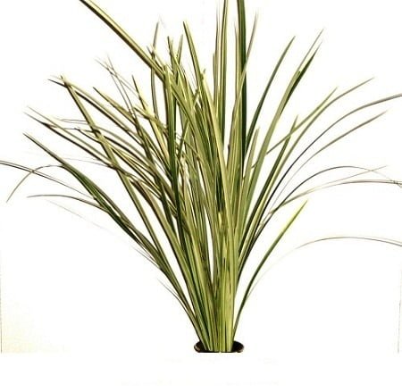 Lily Grass Variegated