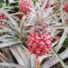 Mini-PineApple (Dwarf or Baby)