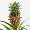 Mini-PineApple (Dwarf or Baby)