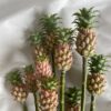 Mini-PineApple (Dwarf or Baby)