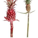 Mini-PineApple (Dwarf or Baby)