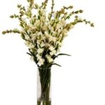 Fresh Tuberoses (Premium)