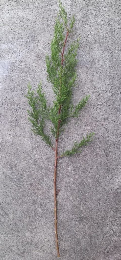 Pine