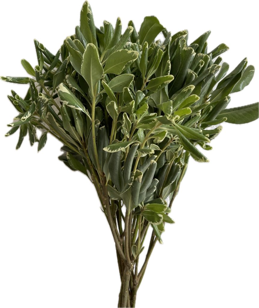 Pittosporum Variegated