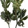 Pittosporum Variegated