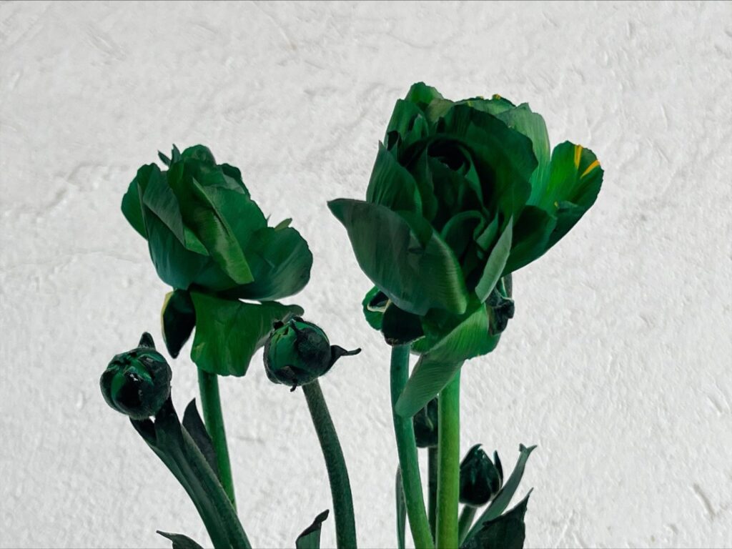 Ranunculus Green Tinted