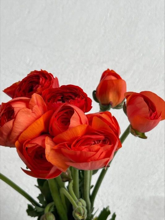 Ranunculus Red