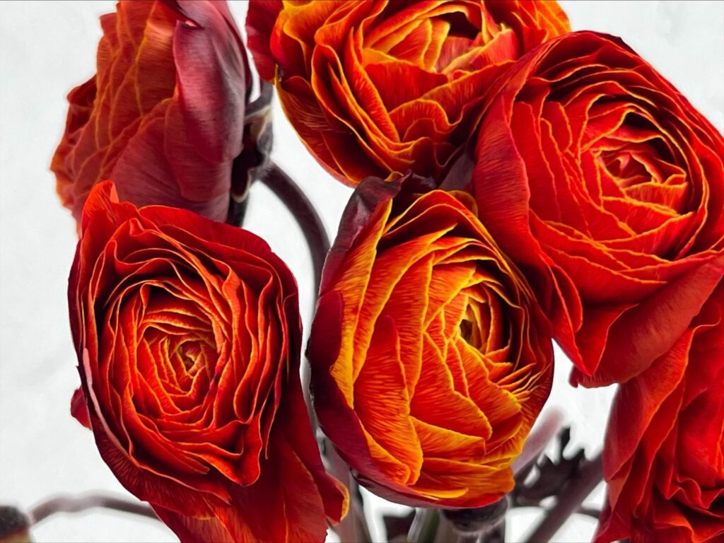 Ranunculus Orange Tinted