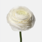 Ranunculus White