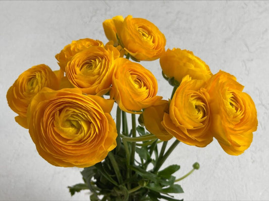 Ranunculus Yellow