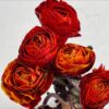 Ranunculus Orange Tinted