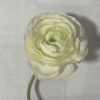 Ranunculus White