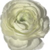 Ranunculus White