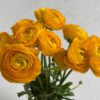 Ranunculus Yellow