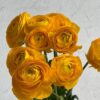 Ranunculus Yellow