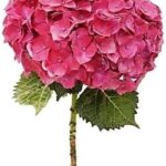 Hydrangea Raspberry