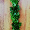 Israeli Ruscus Garland