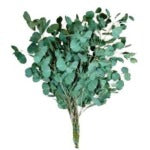 Fresh Stems Eucalyptus Silver Dollar