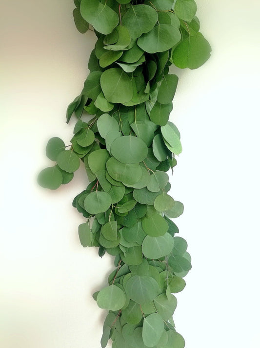 Eucalyptus Silver Dollar Garland