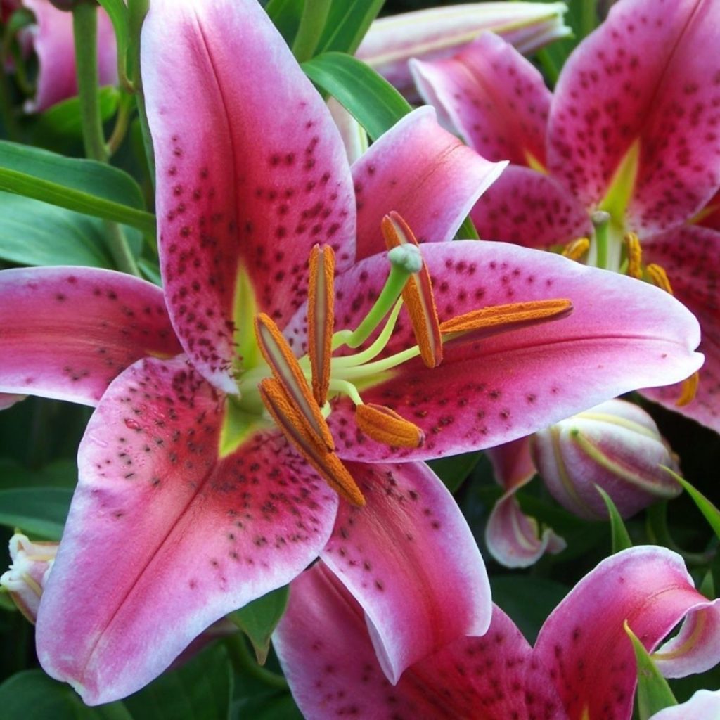 Stargazer Lilies