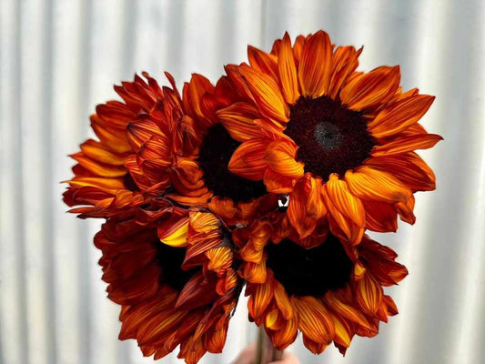 Tinted Sunflowers (Regular Size)