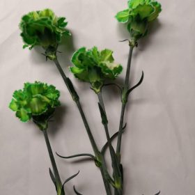 Tinted Green Carnation