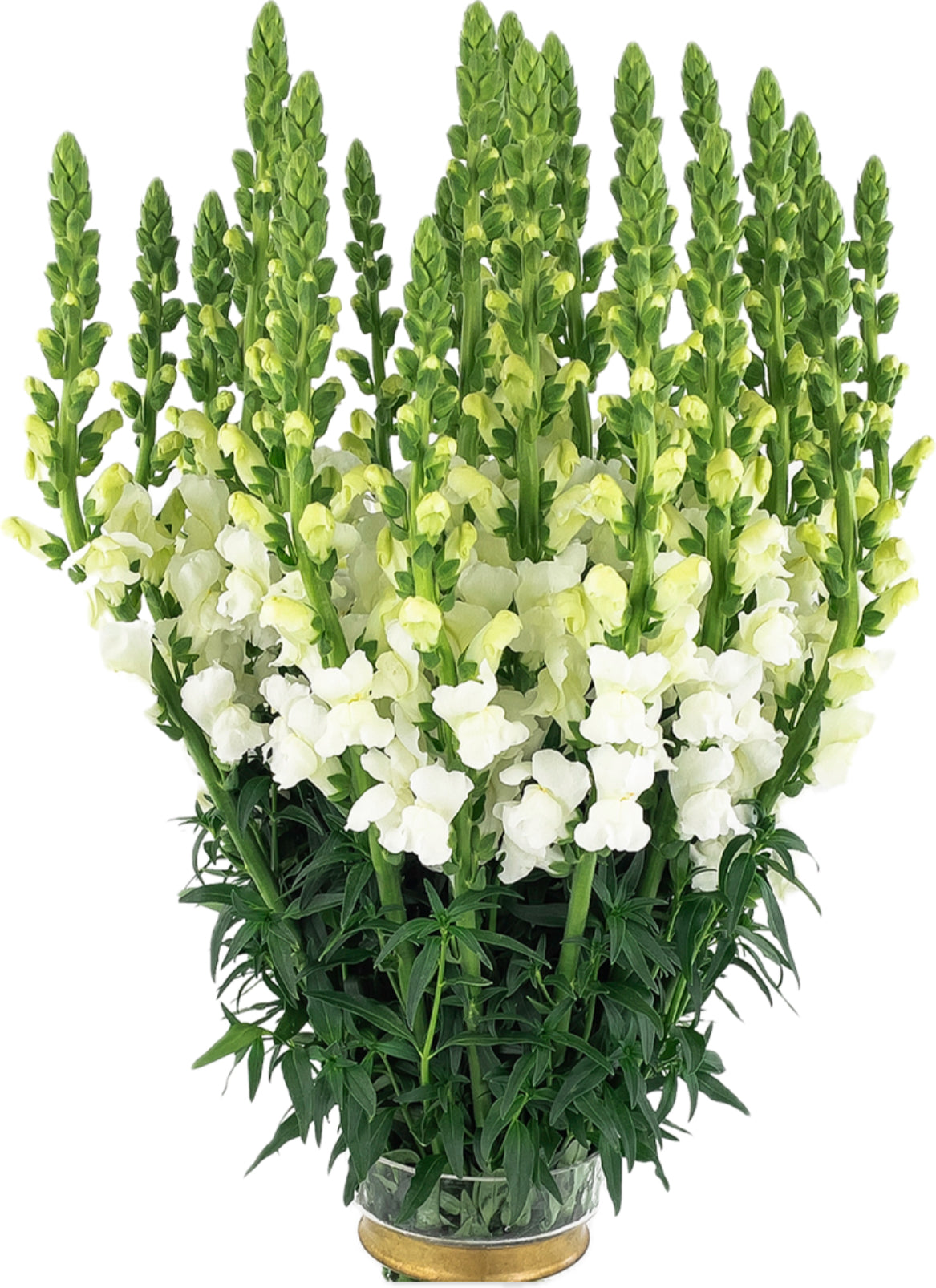 Fresh Snapdragon (Premium)