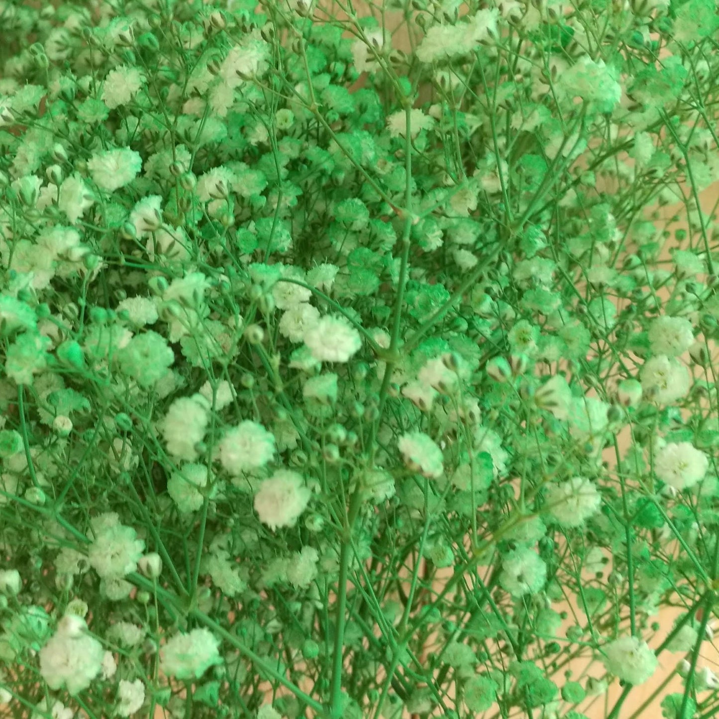 Baby's Breath Gypsophila Tinted