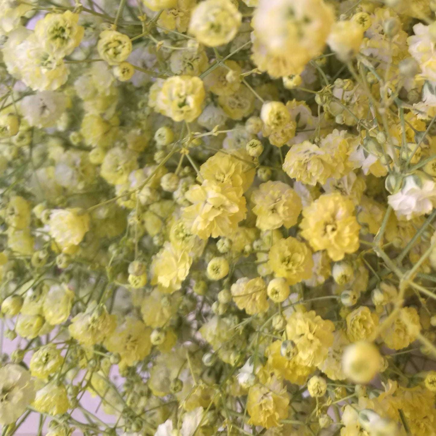 Baby's Breath Gypsophila Tinted