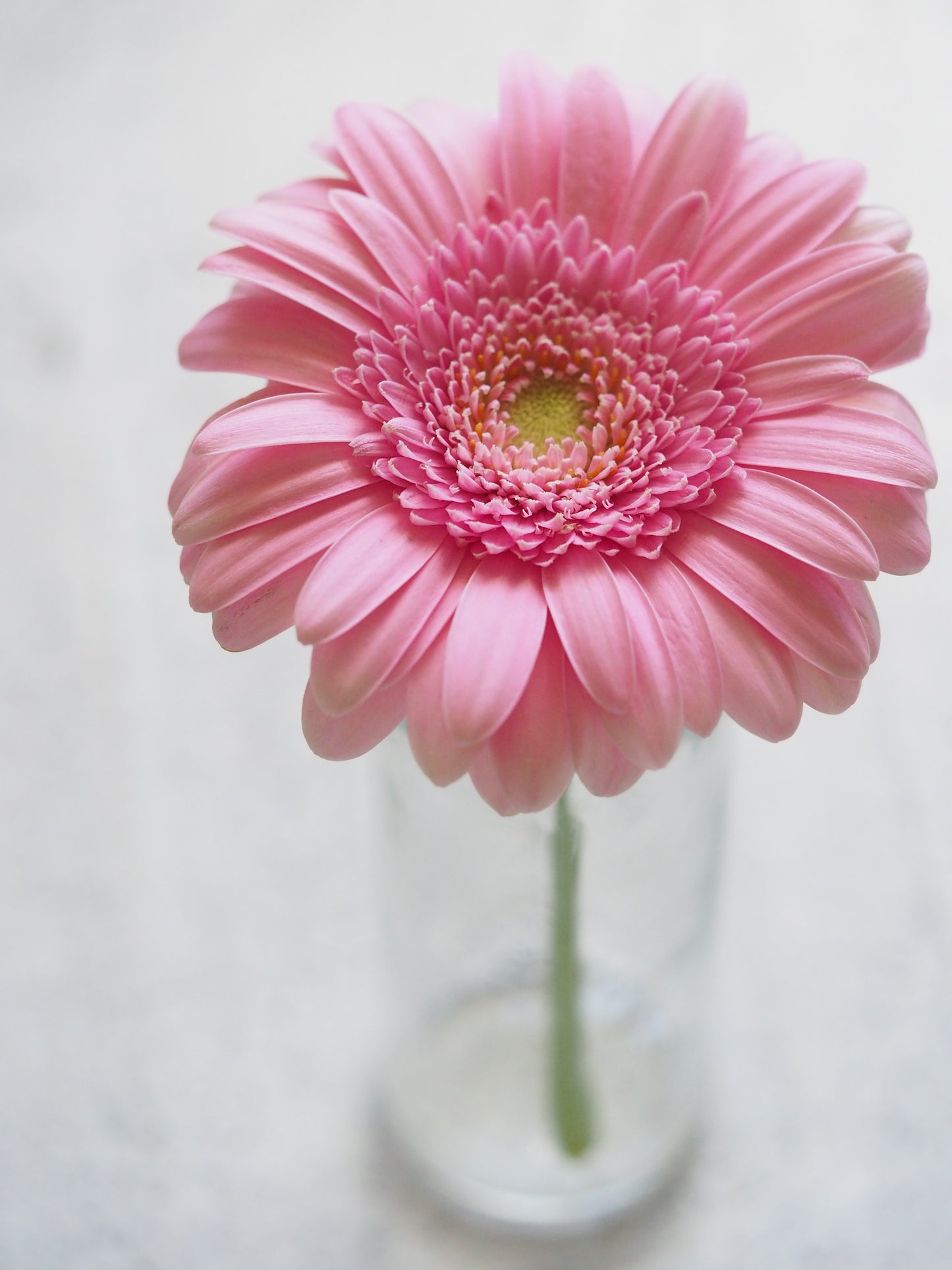 Fresh Gerbera Daisy (Premium)