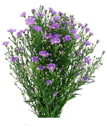 Aster Lavender (Premium)