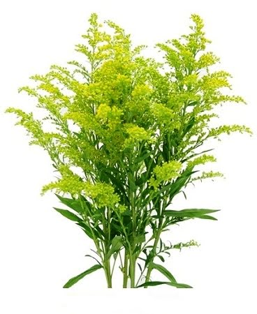 Aster Solidago (Fresh)