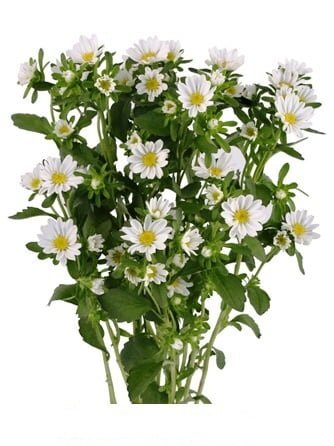 Aster White (Fresh)